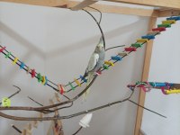 Sultan papağanı ve el yapımı oyun kafesi