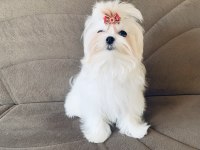 Saf kore kanı maltese