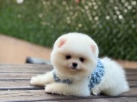 Üst Kalite Pomeranian Yavrular