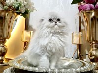 Scottish fold longhair silver dişi