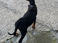 Doberman Yavrumuz Ateş