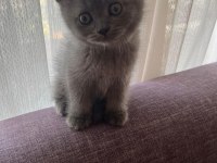 Orjinal Irkta Safkan British Shorthair