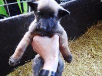 Belçika Kurdu Bebekler