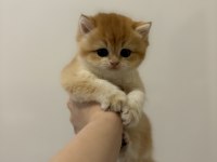 British Golden Ny12 British Shorthair Yavrular