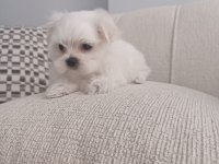 Teacup kore maltese köpeği
