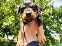 A Kalite Doberman Yavru Köpeğimiz