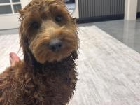 Safkan Toy Poodle 9 Aylık