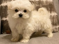 Show maltese yavruları