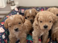 Ev Doğumlu Teacup Maltipoo Yavrular