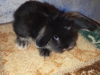 Teddy Lop Tavşanı Yavrular