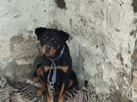 Dişi 1.5 yaşında rottweiler