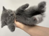 50 Günlük British Shorthair Yavrular