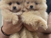 Pomeranian efsane bebek köpekler