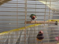 Takım gökkuşağı ispinozu