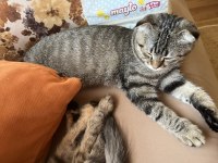 Çok Sevdiğim Kedime Acil Yuva Arıyorum