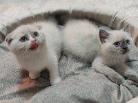 İki Farklı Rüya, Tek Bir Yuva: Seçkin Ragdoll Ve Scottish Fold Yavruları