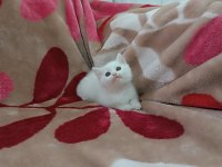 British Shorthair Yavrularımız