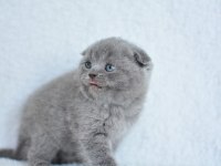 Topaç Gibi Yusyuvarlak Kafa Gri Scottish Fold