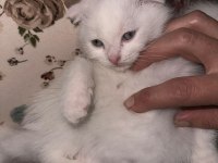 Erkek Scottish Fold Yavrular