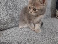 Muhteşem Güzellikte İki Kız Kardeş Kediler