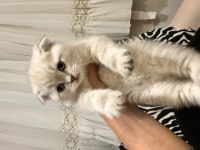 Teslime Hazır Scottish Fold Pamuk Gibiler