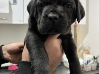 Sadece Kalite Cane Corso Köpekler