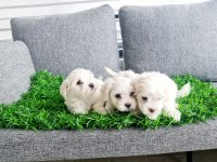 Tuvalet Eğitimli Karbeyaz Lekesiz Maltese Minnaklarım