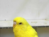 Show Jumbo Muhabbet Kuşu