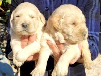 Golden Retriever Bebekler