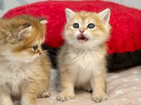 British Longhair Ve Shorthair Golden Yavrular