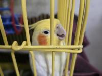 Sultan papağanı 3 yaşında gayet akıllı konuşuyor