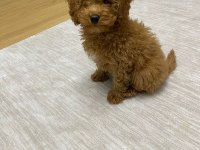 Aşıları Tam 80 Günlük Toy Poodle