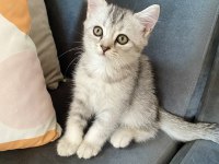 British Shorthair Ve Longhair Safkan Yuvarlak Kafa Bebekler