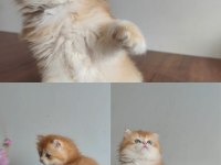 Prens kedimize yuva arıyoruz