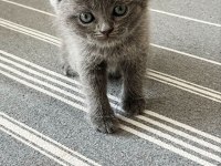 Yavru Kedileri Ve Anneyi Mama Karşılığı Sahiplendiriyoruz