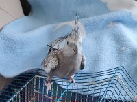 1 Yaşında Erkek Sultan Papağanı