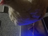 Teksas Bıldırcını Yumurtlar Vaziyette