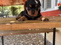 A Kalite Macar Kafa Rottweiler Bebek Köpekler