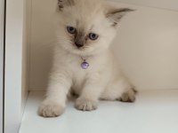 Scottish Straight Dişi Yavrum