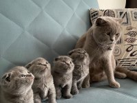 Orjinal safkan scottish fold