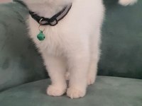 British Shorthair Kedilerimiz