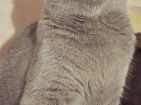 Anne ve kızı kedilerimiz