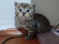 British Shorthair Kardeşler Yuva Arıyor