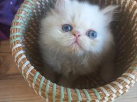 Pamuk Chinchilla Bebek Kediler