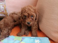 50 Günlük Tea Cup Toy Poodle Bebeklerim