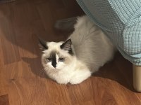 7 Aylık Anne Baba Şecereli Evcil Erkek Ragdoll Kedimiz