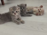 Yavru Kedilerimize Yuva Arıyoruz