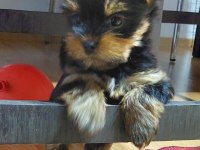 Tea Cup A Şecere 1,5 Kg Garantili Yorkshire Terrier