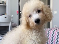 Poodle yavru köpeğimiz