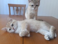 British shorthair yavrular 3 aylık